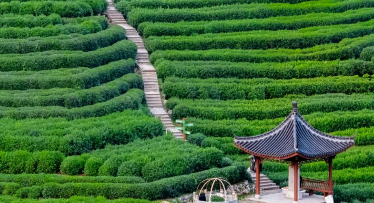 longjing tea plantation